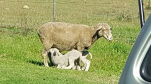 Little lamb and it's mother ~ 22 Watervalle 